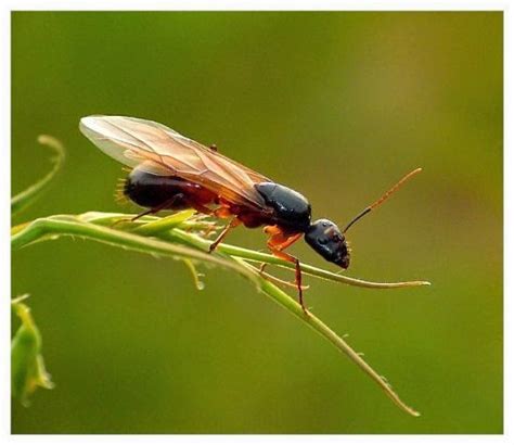 uçan karınca ile mücadele